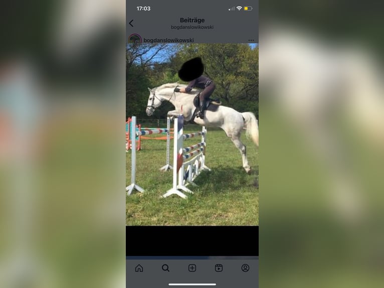 Holstein Mare 14 years 16,1 hh in Leck