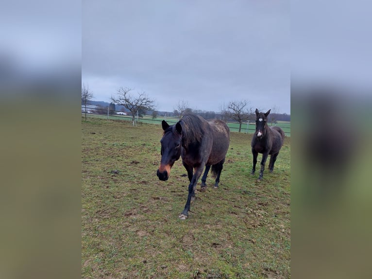 Holstein Mare 14 years 16,2 hh Bay-Dark in HolzheimEppenrod