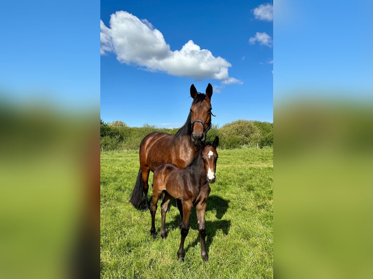 Holstein Mare 14 years 16,2 hh Brown in Mildstedt