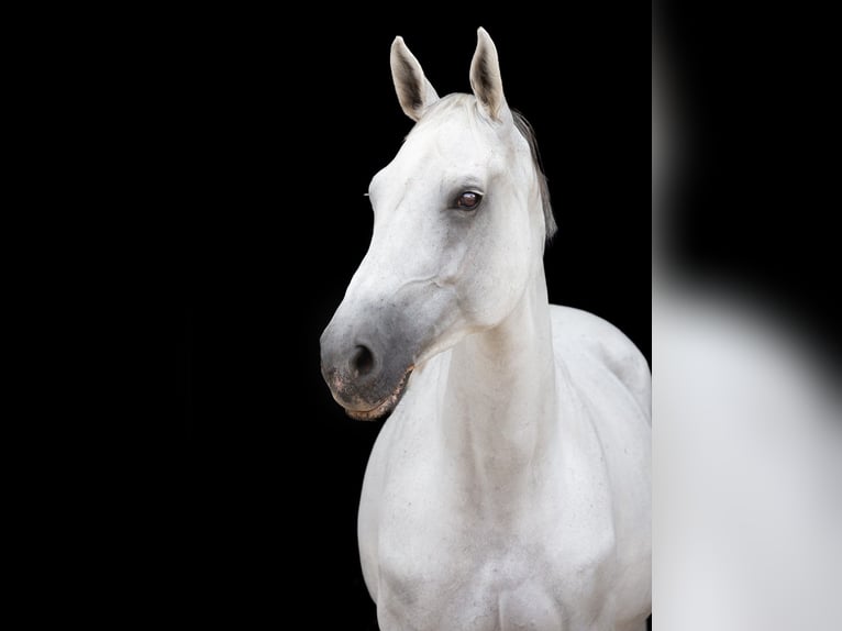 Holstein Mare 14 years 16,3 hh Grey in Buchen (Odenwald)