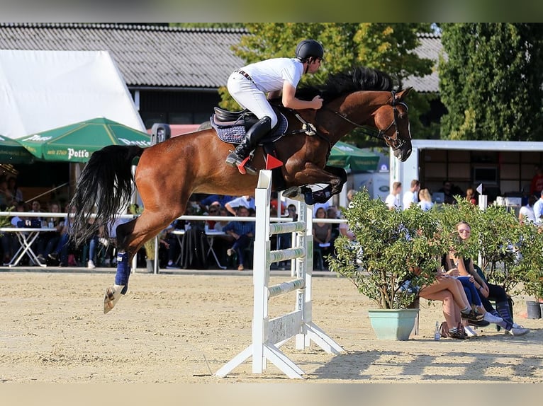 Holstein Mare 14 years 17,1 hh Brown in Schlangen