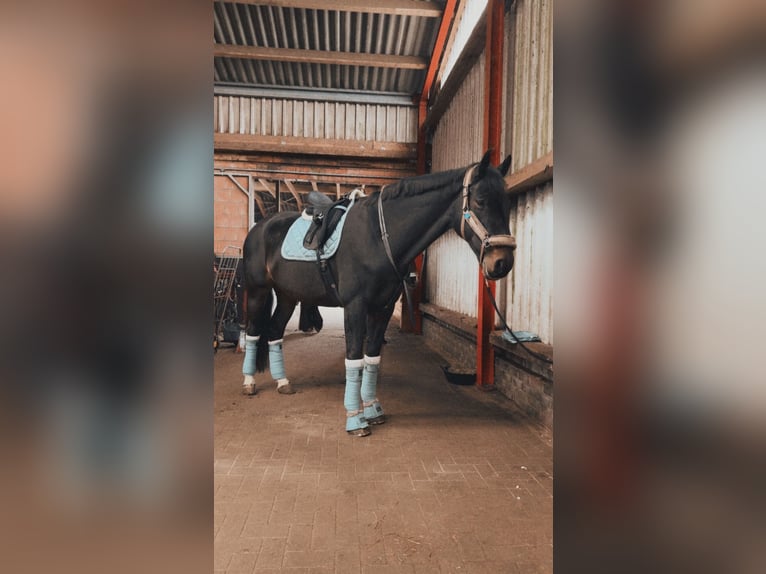 Holstein Mare 14 years 17.2 hh Brown in Rastede