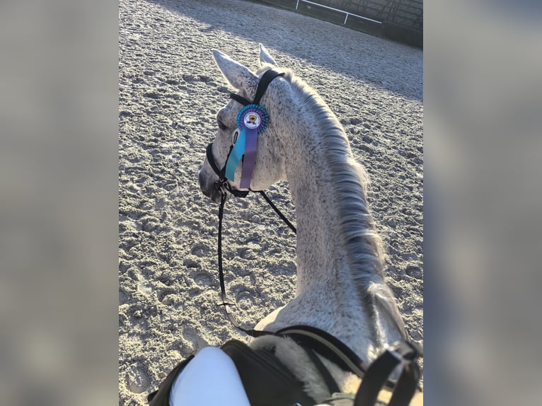 Holstein Mare 14 years 17,2 hh Gray-Fleabitten in Dawidy