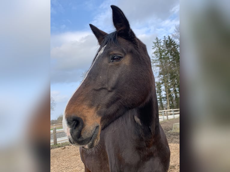 Holstein Mare 14 years 17 hh Brown in Kiel