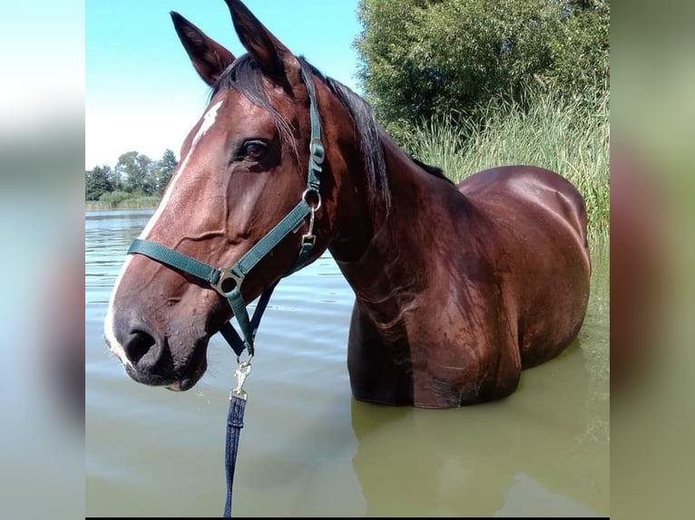 Holstein Mare 14 years 17 hh Brown in Kiel