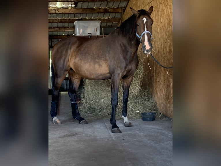 Holstein Mare 14 years 17 hh Brown in Kiel