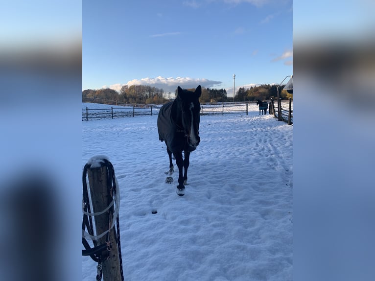 Holstein Mare 14 years 17 hh Brown in Kiel