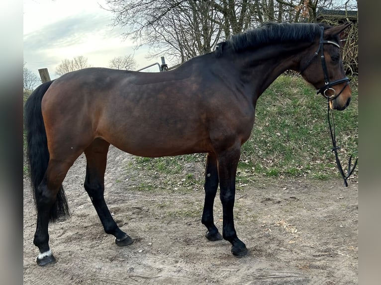 Holstein Mare 14 years 17 hh Brown in Leck