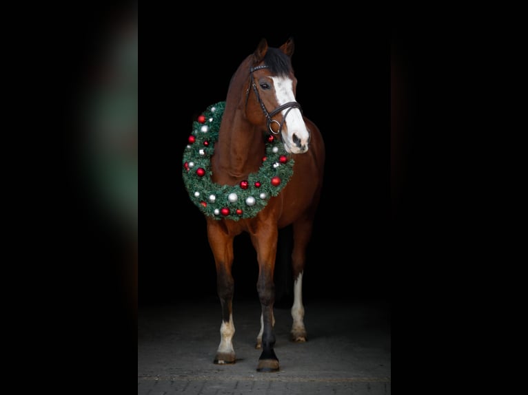 Holstein Mare 14 years 17 hh Brown in Paderborn