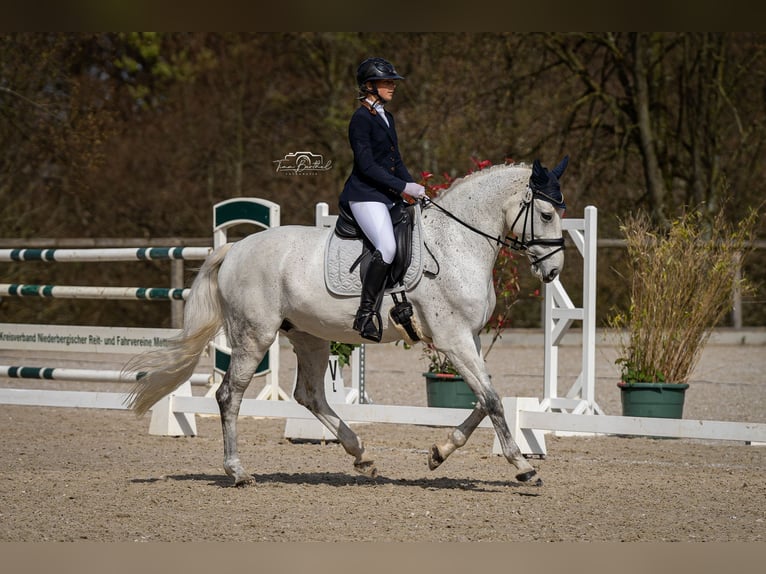 Holstein Mare 14 years 17 hh Gray in Ratingen