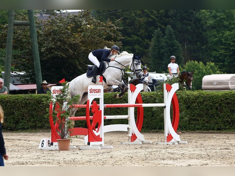 Holstein Mare 14 years 17 hh Gray in Ratingen