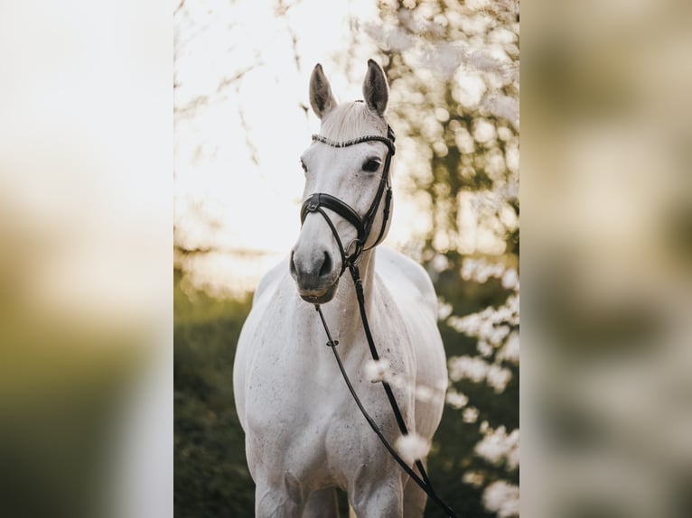 Holstein Mare 14 years 17 hh Gray in Ratingen