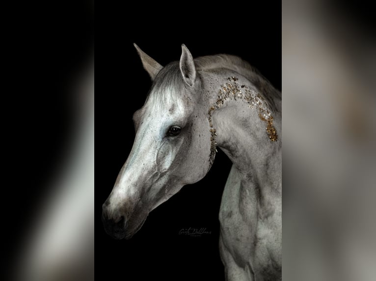 Holstein Mare 14 years 17 hh Grey in Ahaus