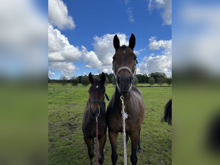 Holstein Mare 14 years Brown in Westerstede