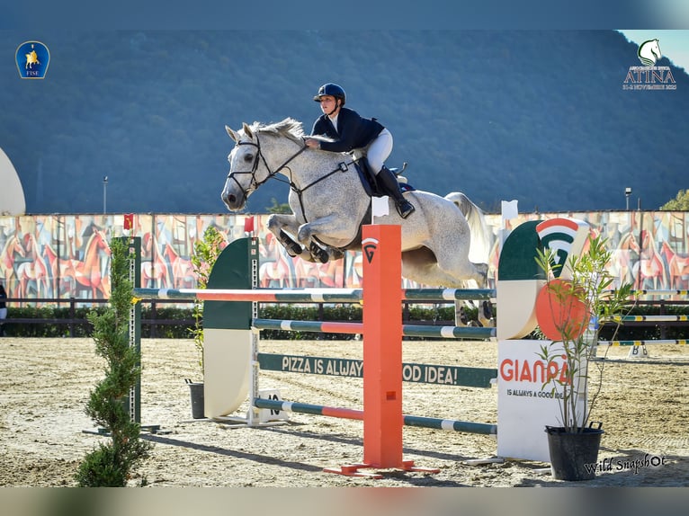 Holstein Mare 14 years Grey in Giulianova