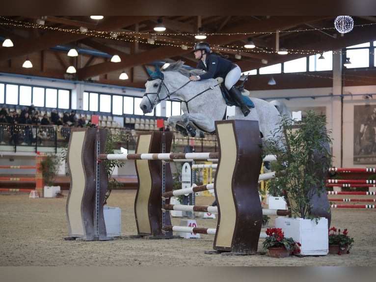 Holstein Mare 14 years Grey in Giulianova