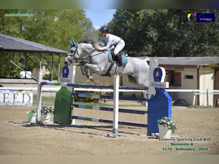 Holstein Mare 14 years Grey in Giulianova