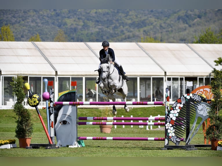 Holstein Mare 14 years Grey in Giulianova