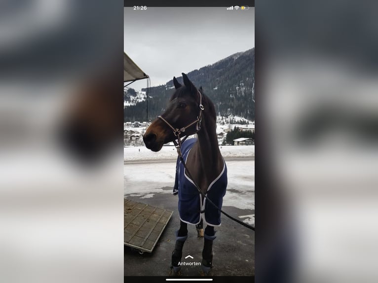 Holstein Mare 15 years 16.1 hh Black in Neustadt Dosse