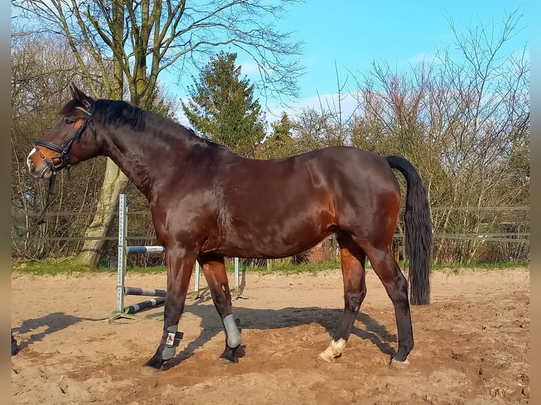 Holstein Mare 15 years 16,1 hh Brown in Gaushorn