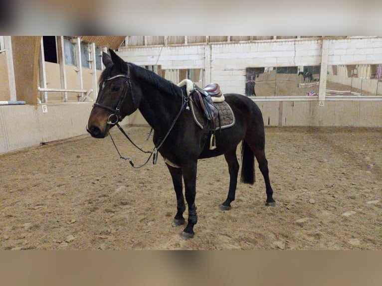 Holstein Mare 15 years 16,1 hh Brown in Echzell