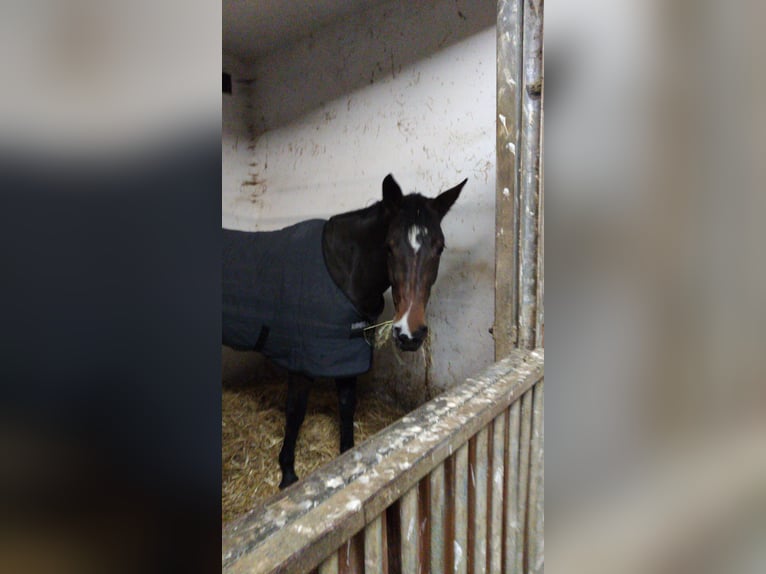 Holstein Mare 15 years 16,1 hh Brown in Echzell