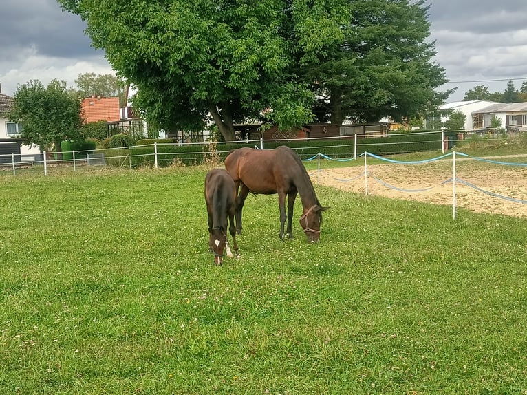 Holstein Mare 15 years 16,1 hh Brown in Echzell