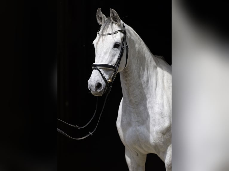 Holstein Mare 15 years 16,1 hh Gray in Steinenbronn