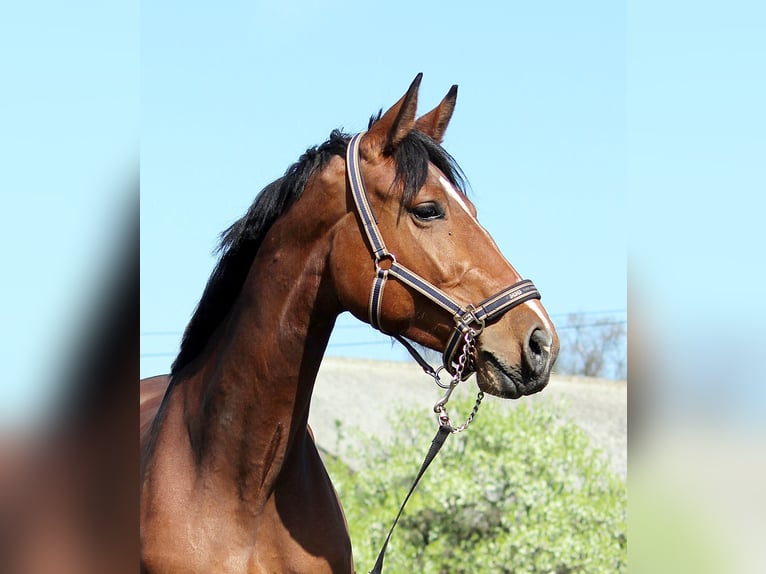 Holstein Mare 15 years 16,2 hh Brown in Schönwalde-Glien