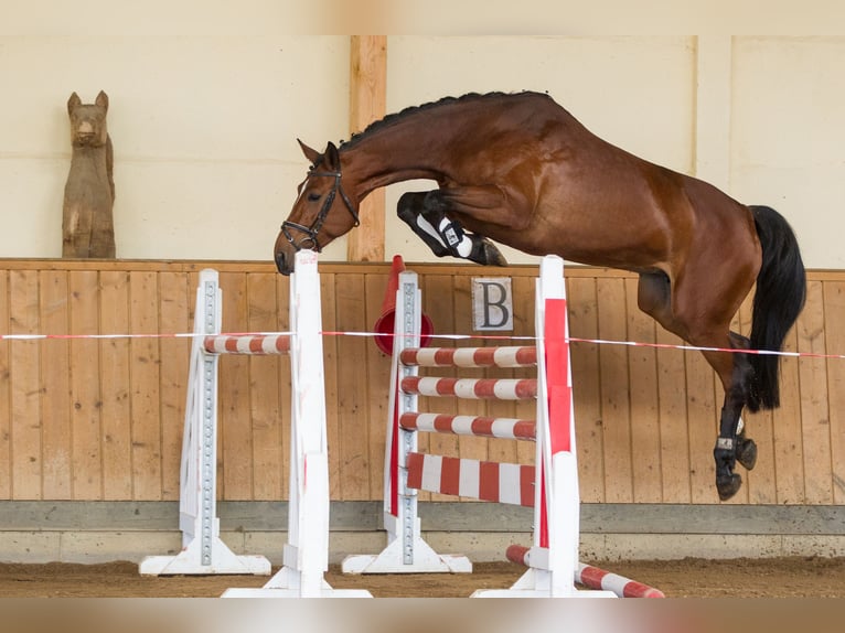 Holstein Mare 15 years 16,2 hh Brown in Schönwalde-Glien