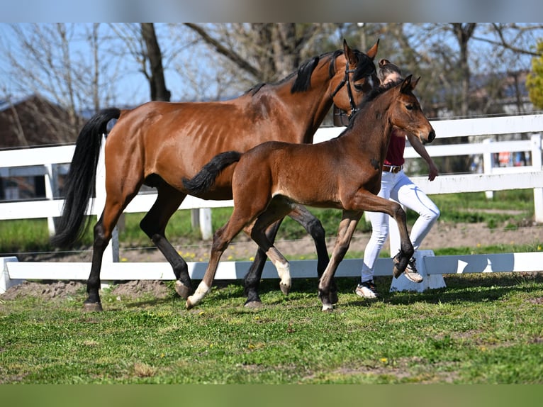 Holstein Mare 15 years 16,2 hh Brown in Schönwalde-Glien