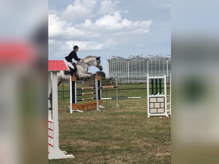 Holstein Mare 15 years 16,2 hh Gray in Nottensdorf