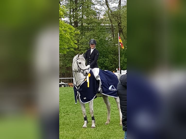 Holstein Mare 15 years 16,2 hh Gray in Nottensdorf