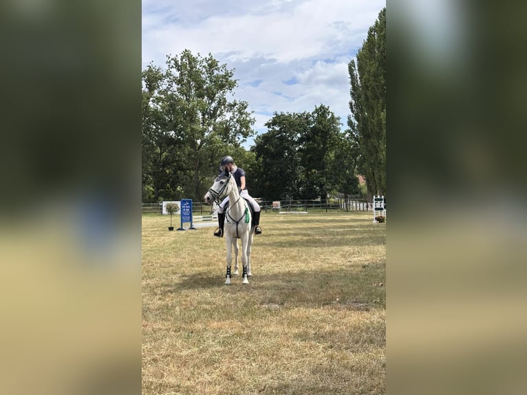 Holstein Mare 15 years 16.3 hh Grey in Winsen (Aller)