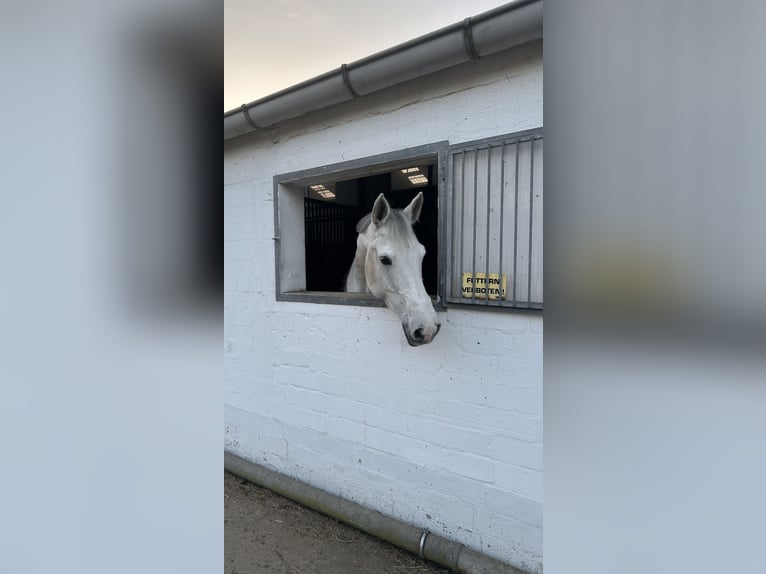 Holstein Mare 15 years 16.3 hh Grey in Winsen (Aller)
