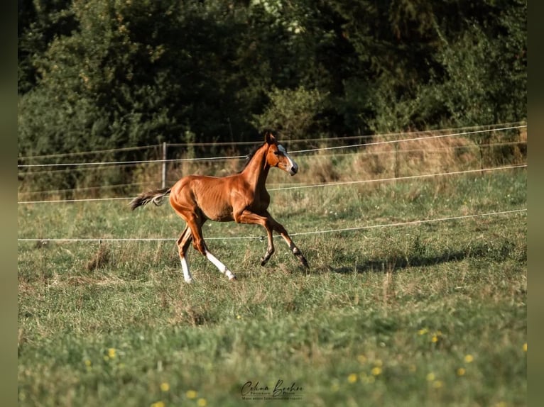 Holstein Mare 15 years 16 hh Bay-Dark in Dietfurt an der Altmühl