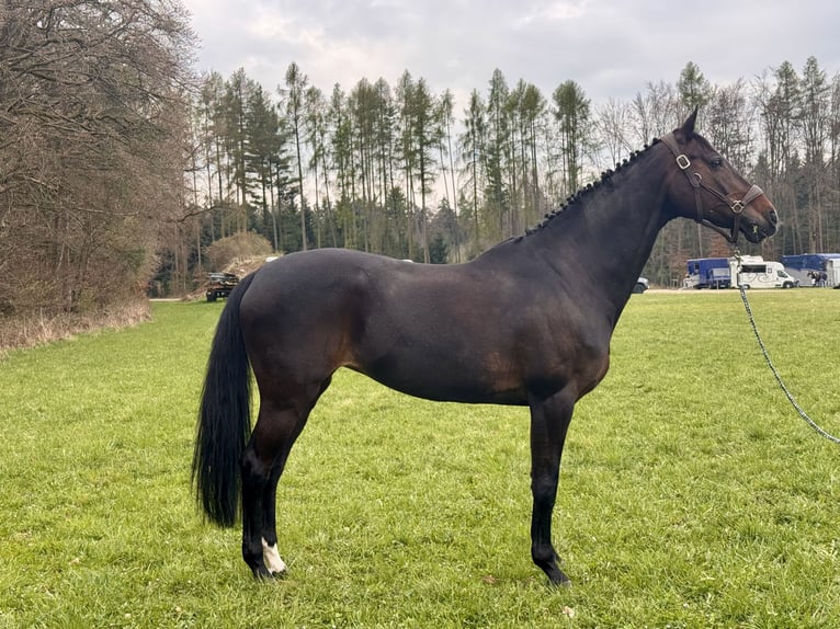 Holstein Mare 15 years 16 hh Bay-Dark in Großmehring