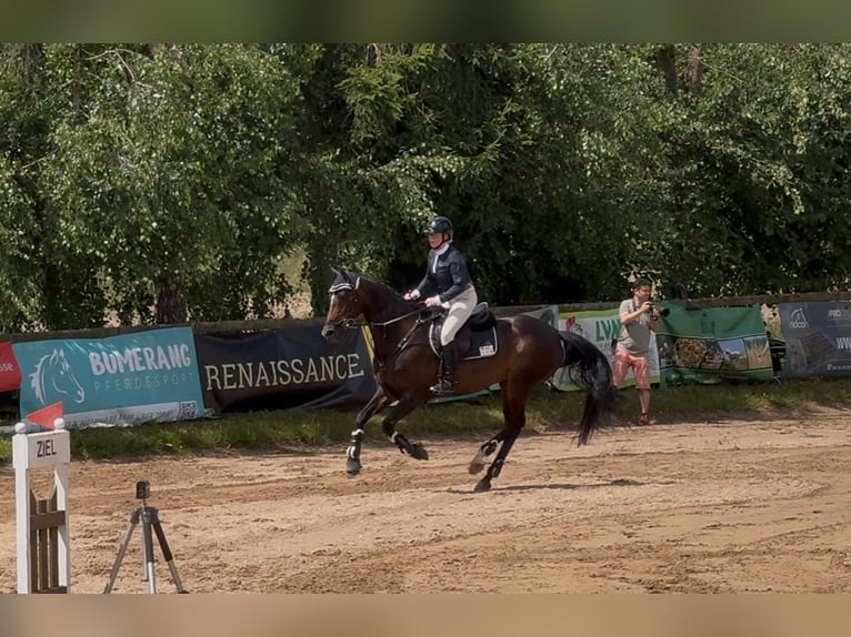 Holstein Mare 15 years 16 hh Bay-Dark in Großmehring