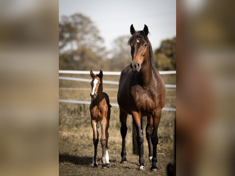 Holstein Mare 15 years 16 hh Brown in Sievershütten