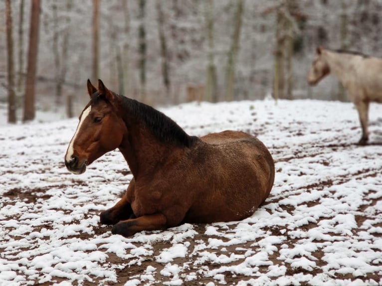 Holstein Mare 15 years 16 hh Brown in Falkensee