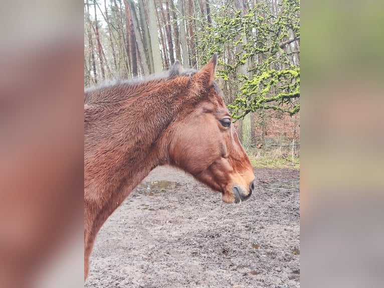 Holstein Mare 15 years 16 hh Brown in Falkensee