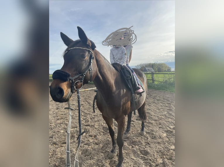 Holstein Mare 15 years 16 hh Brown in Lippetal