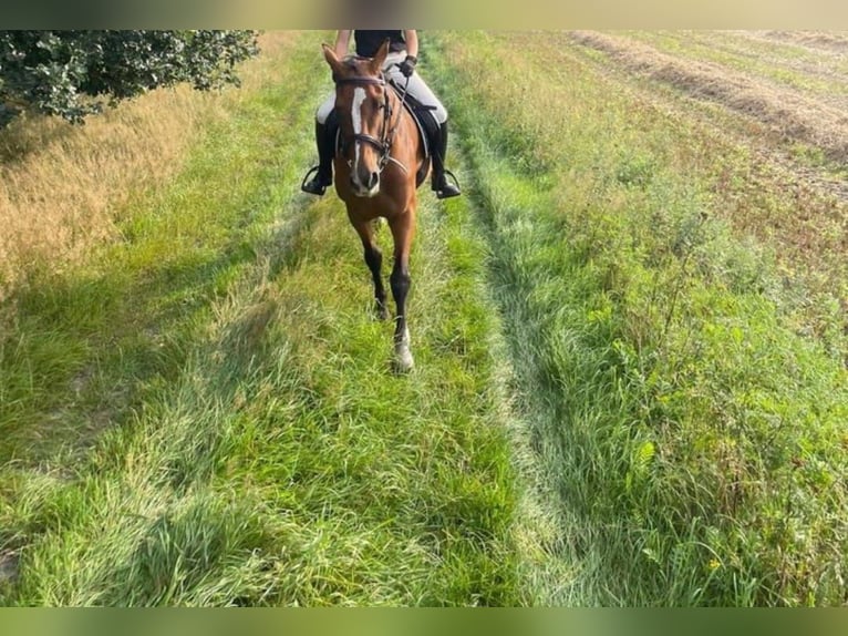 Holstein Mare 15 years 16 hh Brown in Westoverledingen