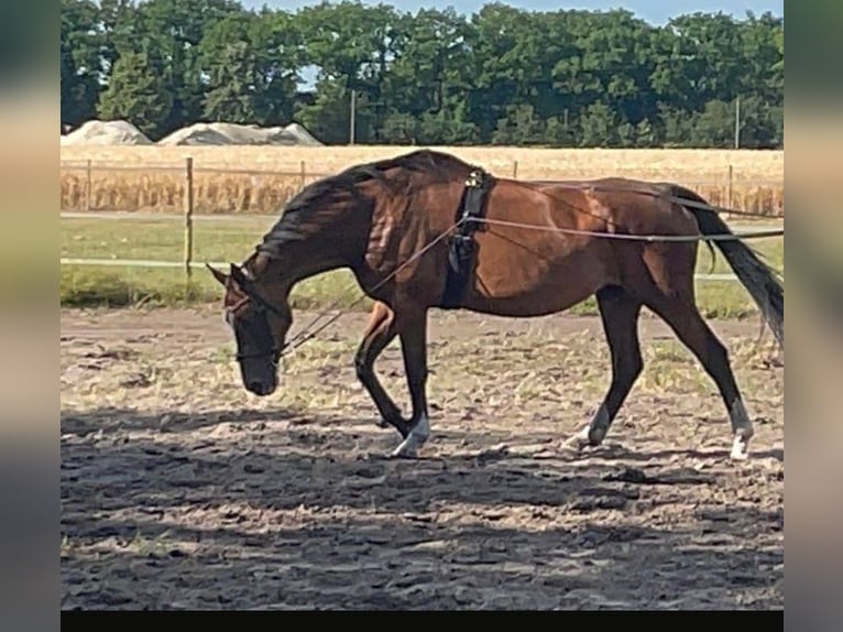 Holstein Mare 15 years 16 hh Brown in Westoverledingen