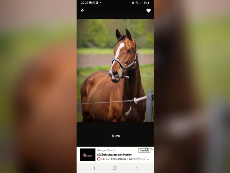 Holstein Mare 15 years 16 hh Brown in Westoverledingen