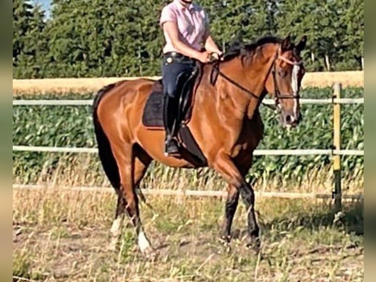 Holstein Mare 15 years 16 hh Brown in Westoverledingen