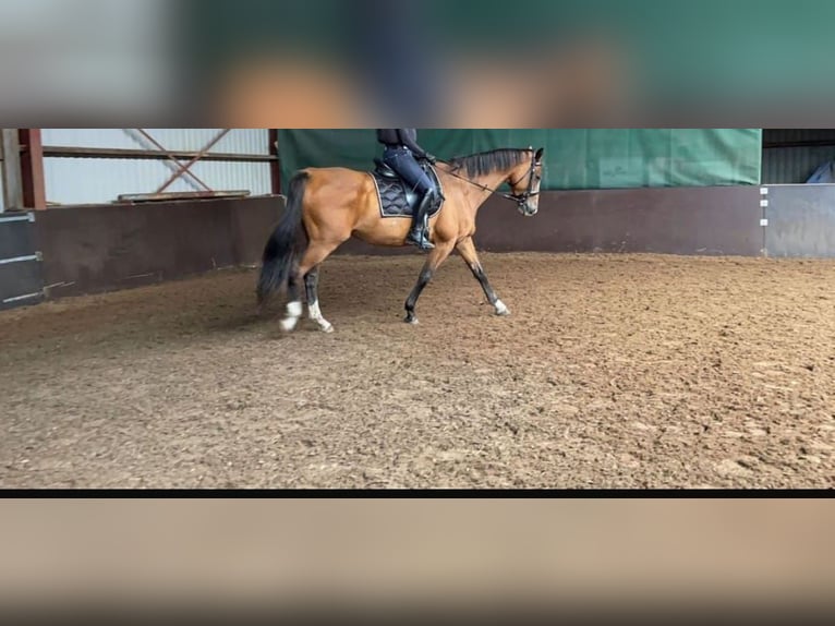 Holstein Mare 15 years 16 hh Brown in Westoverledingen