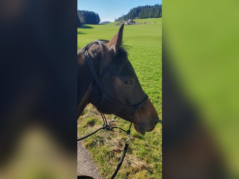 Holstein Mare 15 years 16 hh Brown in Lindau (Bodensee)