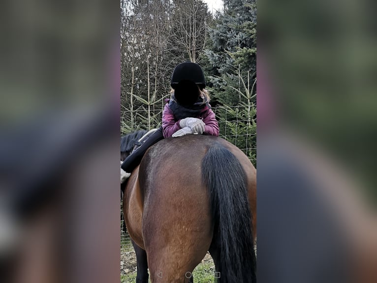 Holstein Mare 15 years 16 hh Brown in Lindau (Bodensee)