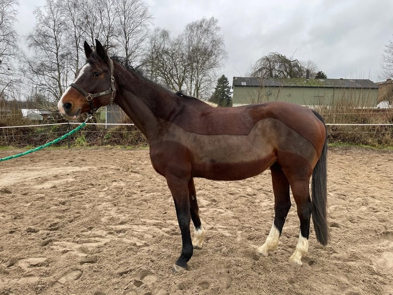 Holstein Mare 15 years 16 hh Brown in Sörup